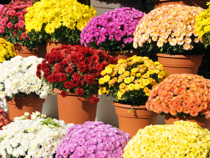 Read more about the article Chrysanthemums (Mums) – Care Tips
