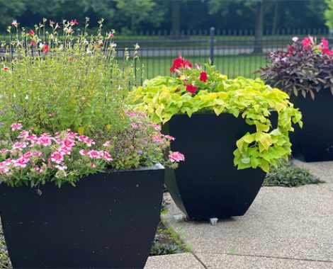 Plant Containers 1
